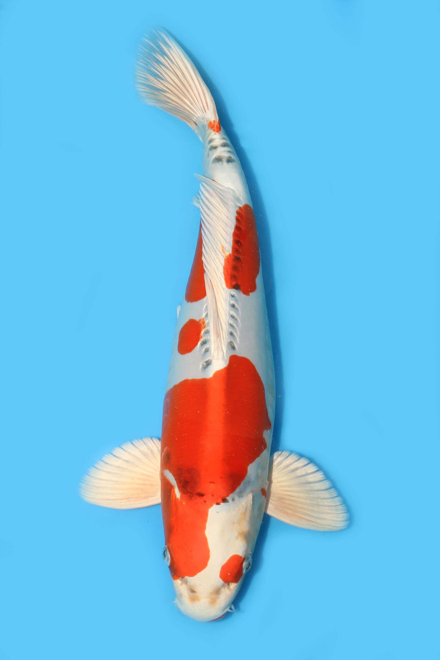 First day in Japan – Queni Koi