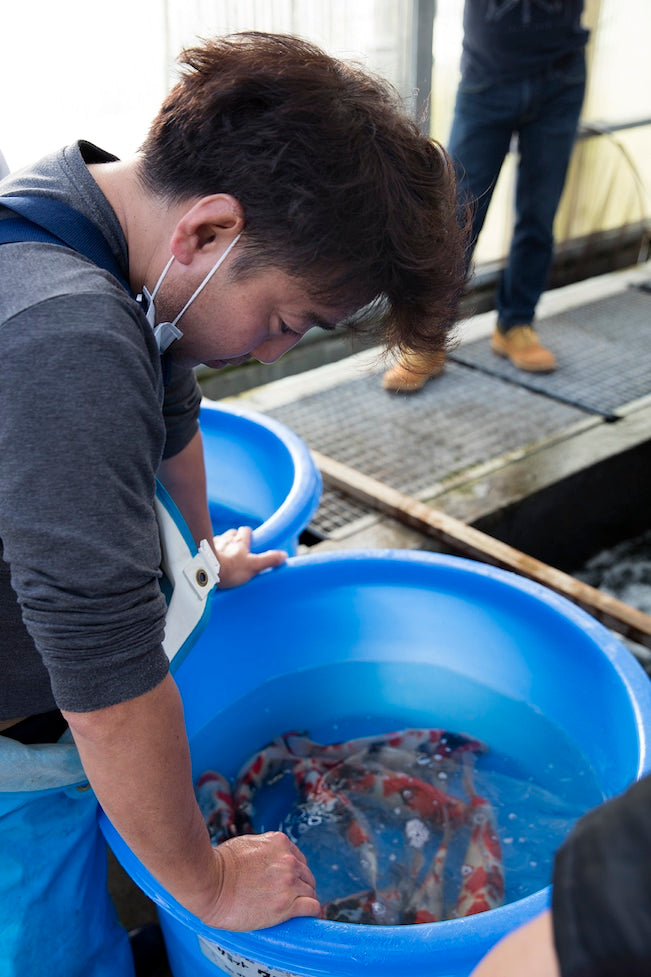 Grow and Show 2016 – Queni Koi