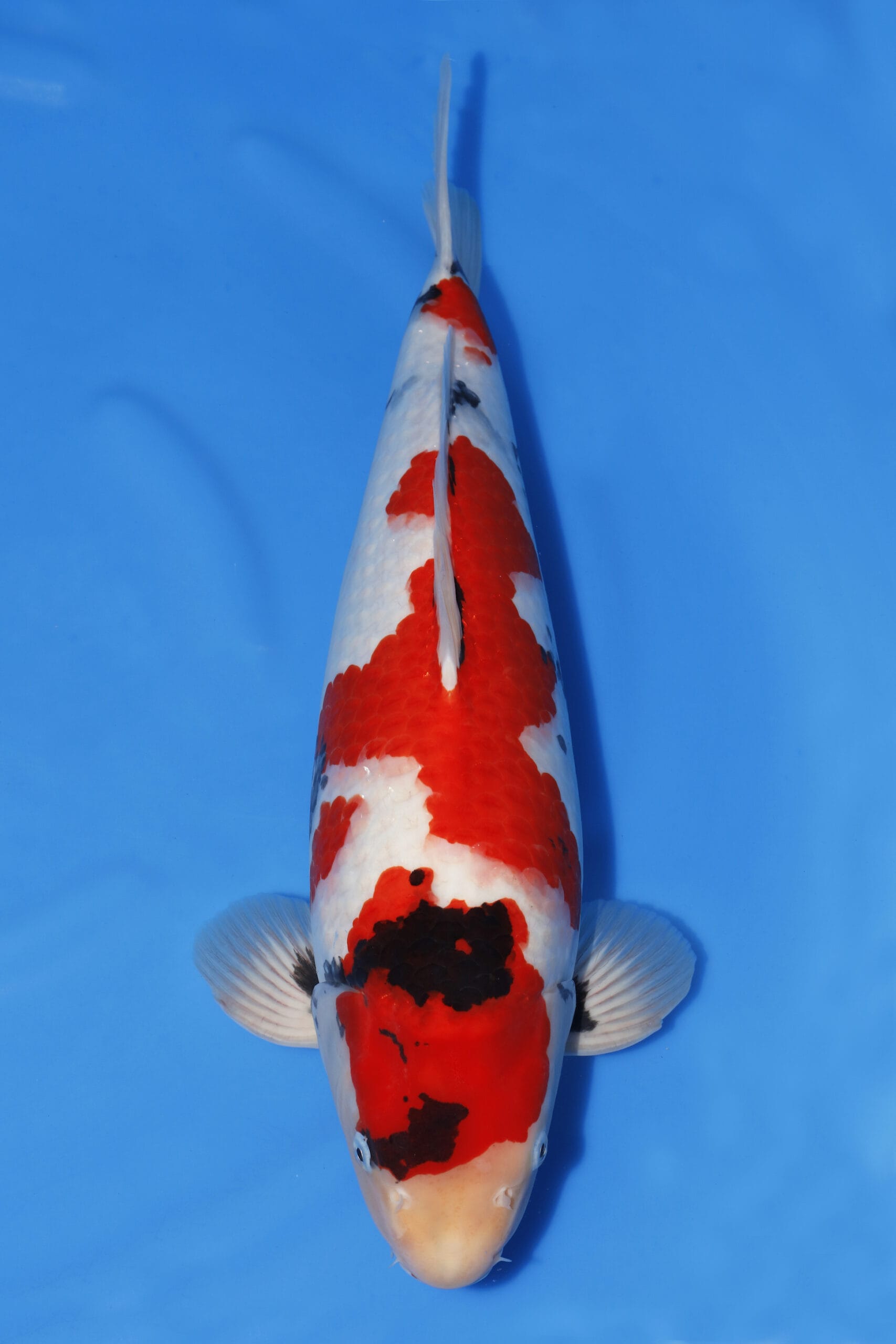 UPDATE ISA GROW AND SHOW 2016/2017 – Queni Koi