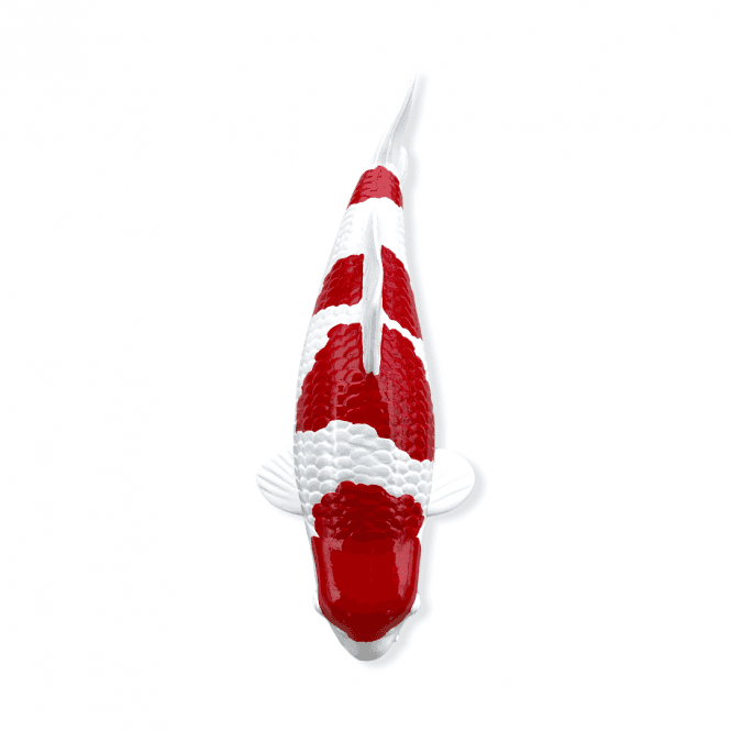 Kohaku (Model) - 30cm - K30-03-2