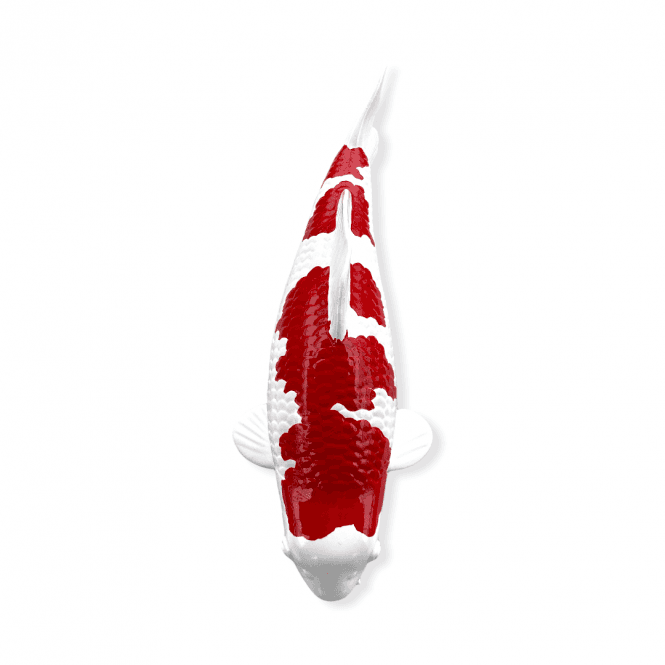 Kohaku (Model) - 30cm - K30-11-2