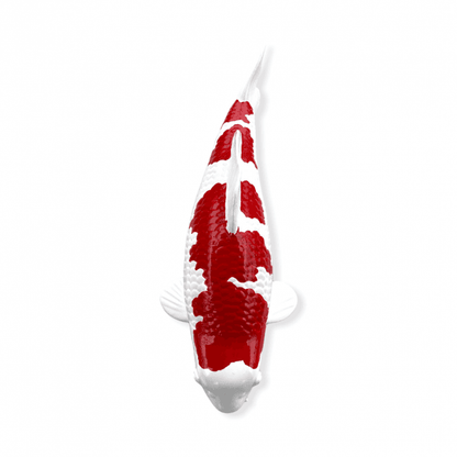 Kohaku (Model) - 30cm - K30-11-2