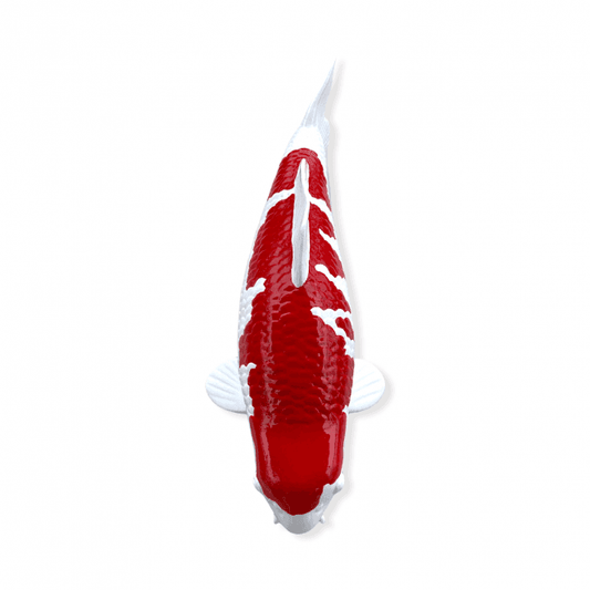 Kohaku (Model) - 30cm - K30-27-2