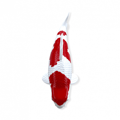 Kohaku (Model) - 30cm - K30-34-2