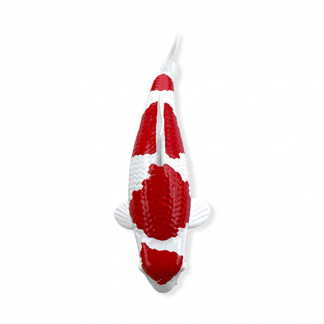 Kohaku (Model) - 30cm - K30-40-2