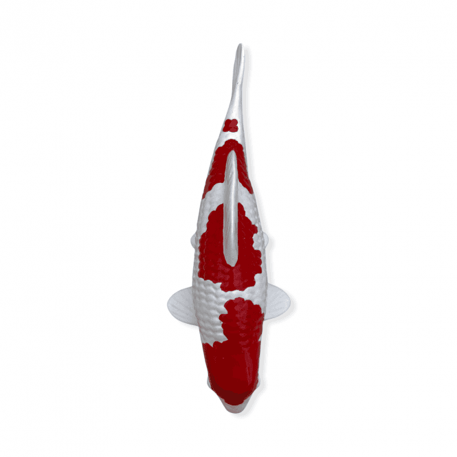 Kohaku (Model) - 15cm - K15-17-2