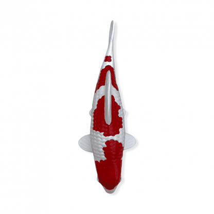 Kohaku (Model) - 15cm - K15-17-2