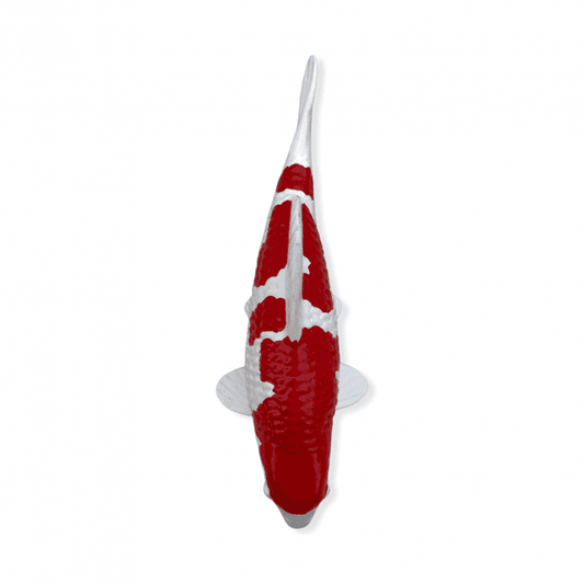 Kohaku (Model) - 15cm - K15-25-2