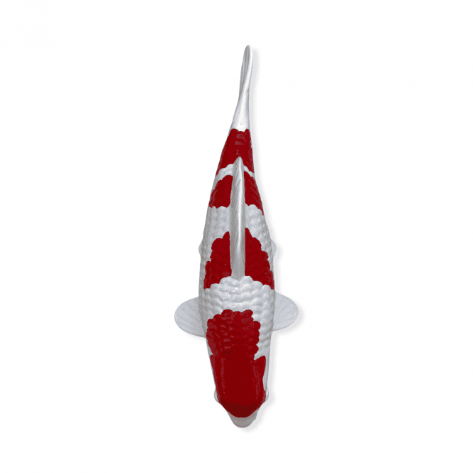 Kohaku (Model) - 15cm - K15-30-2