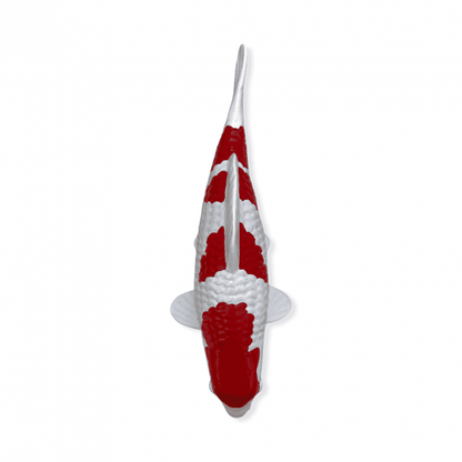 Kohaku (Model) - 15cm - K15-30-2