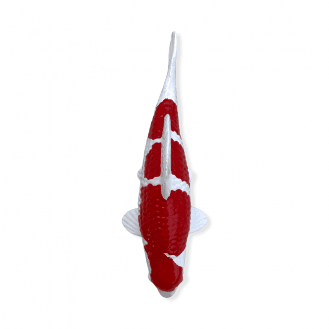 Kohaku (Model) - 15cm - K15-58-2