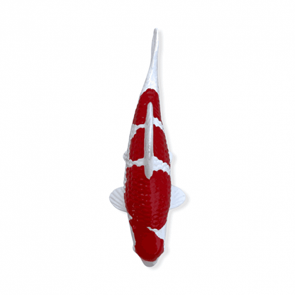 Kohaku (Model) - 15cm - K15-58-2