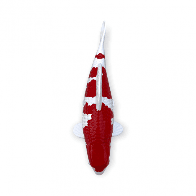 Kohaku (Model) - 15cm - K15-70-2