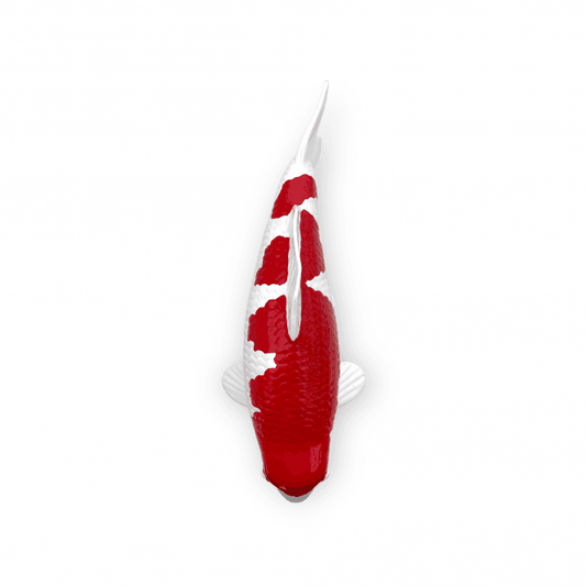 Kohaku (Model) - 30cm - K30-02-3