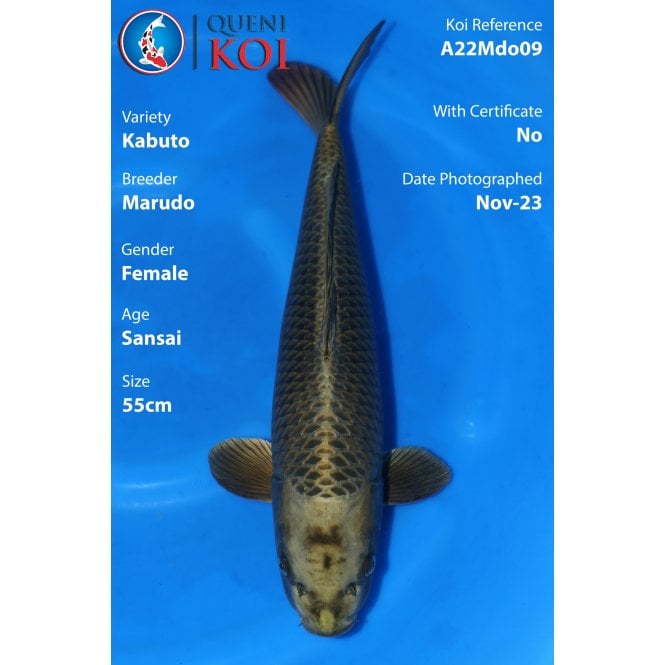 Kabuto - A22Mdo09