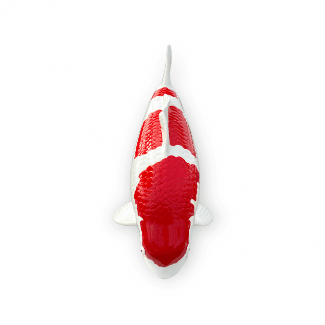 Kohaku (Model) - 50cm - K50-08-3