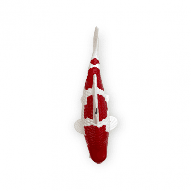 Kohaku (Model) - 15cm - K15-15-3