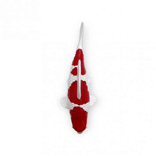 Kohaku (Model) - 15cm - K15-30-3