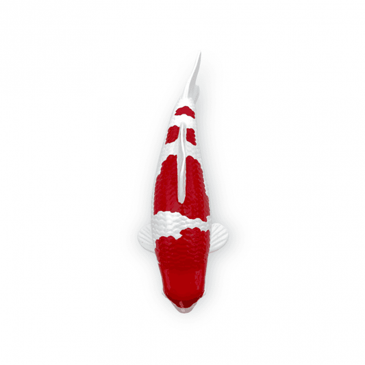 Kohaku (Model) - 30cm - K30-11-3