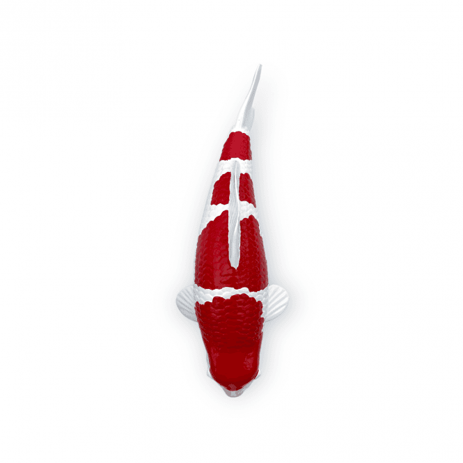 Kohaku (Model) - 30cm - K30-10-3