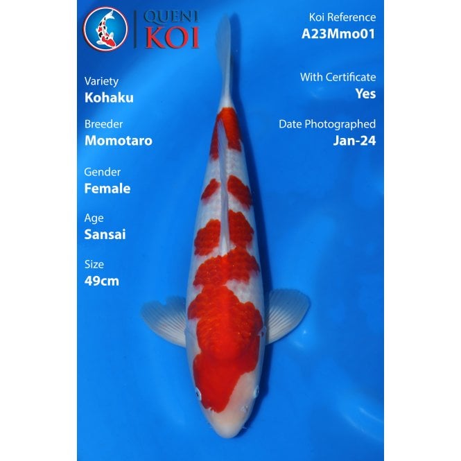 Kohaku - A23Mmo01