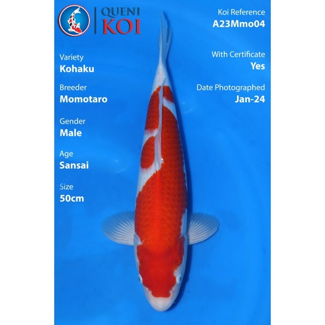 Kohaku - A23Mmo04