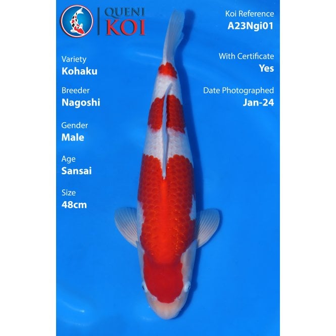 Kohaku -A23Ngi01