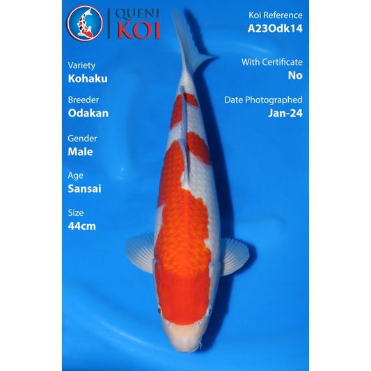 Kohaku - A23Odk14