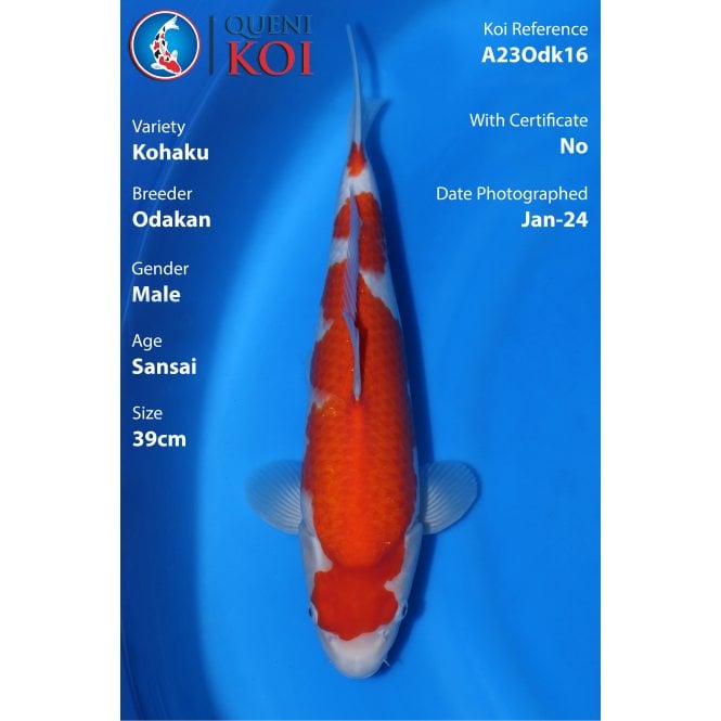 Kohaku -A23Odk16