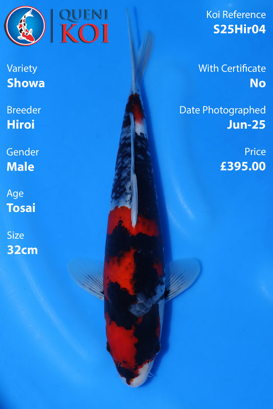 Showa -S25Hir04