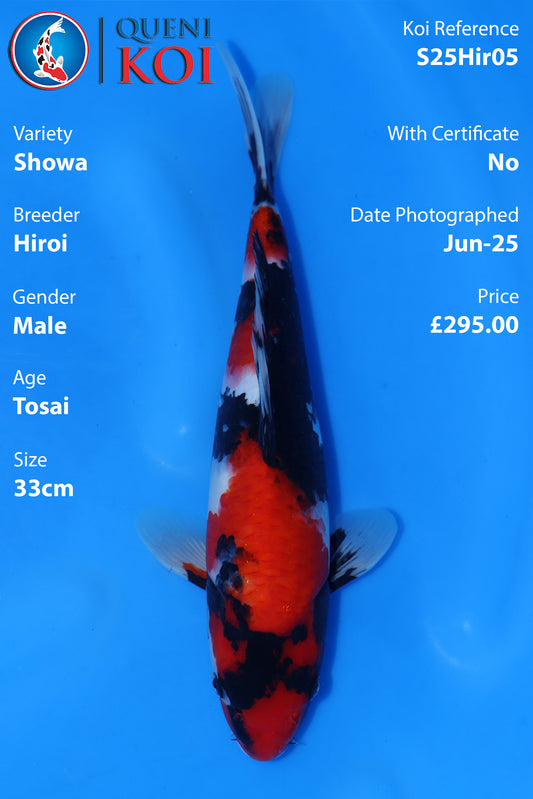 Showa -S25Hir05