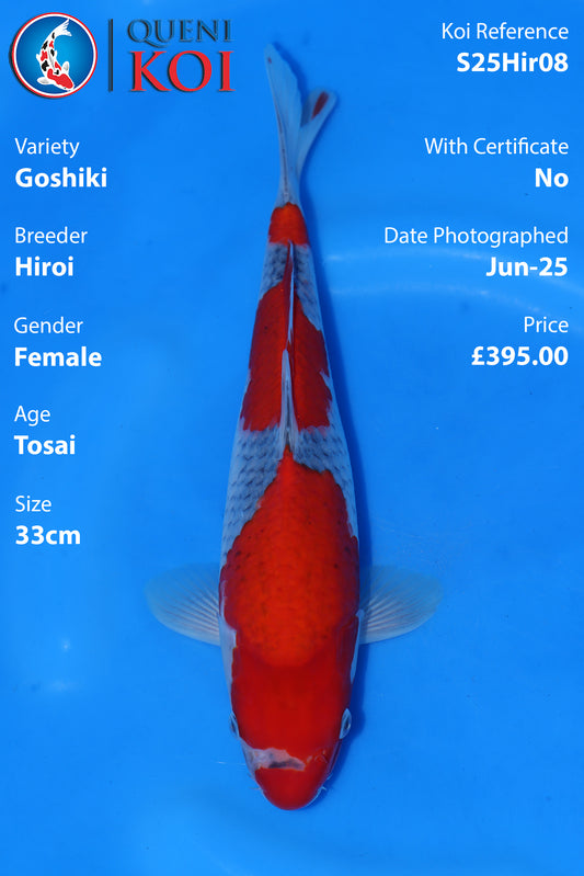 Goshiki - S25Hir08