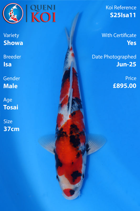 Showa - S25Isa11