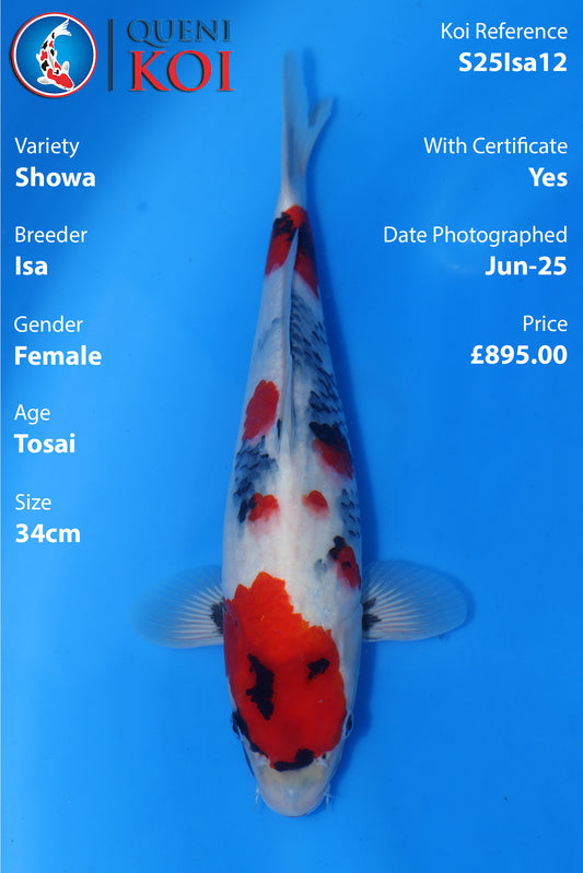 Showa - S25Isa12