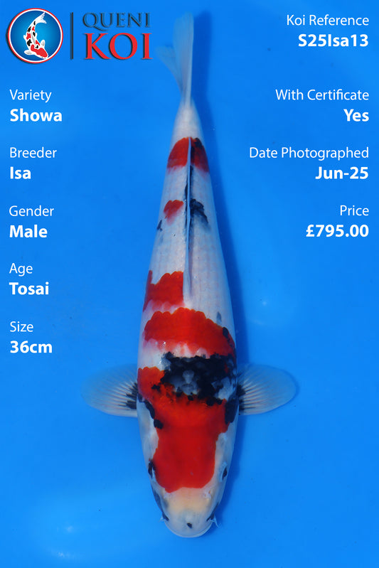 Showa - S25Isa13