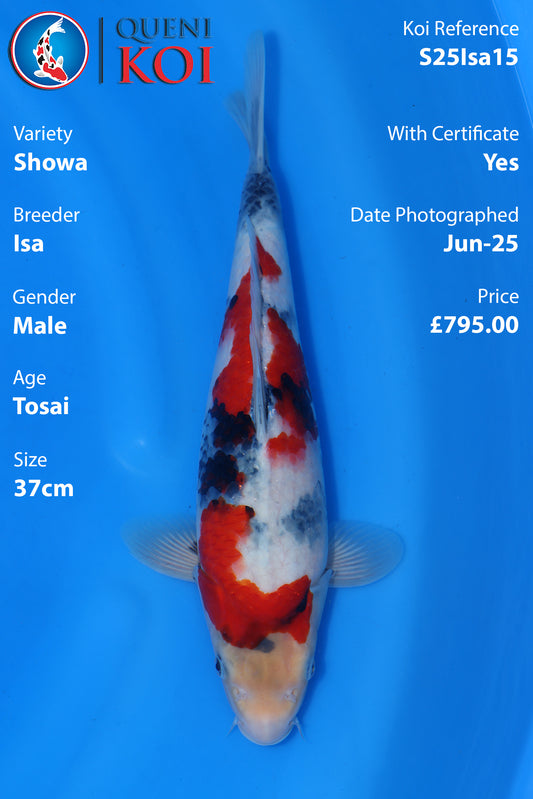 Showa - S25Isa15