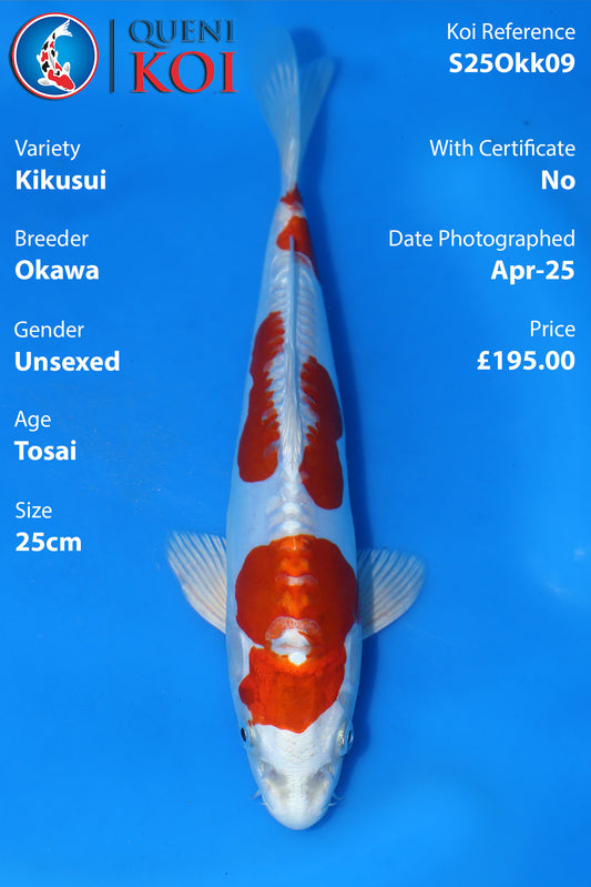 Kikusui - S25Okk09