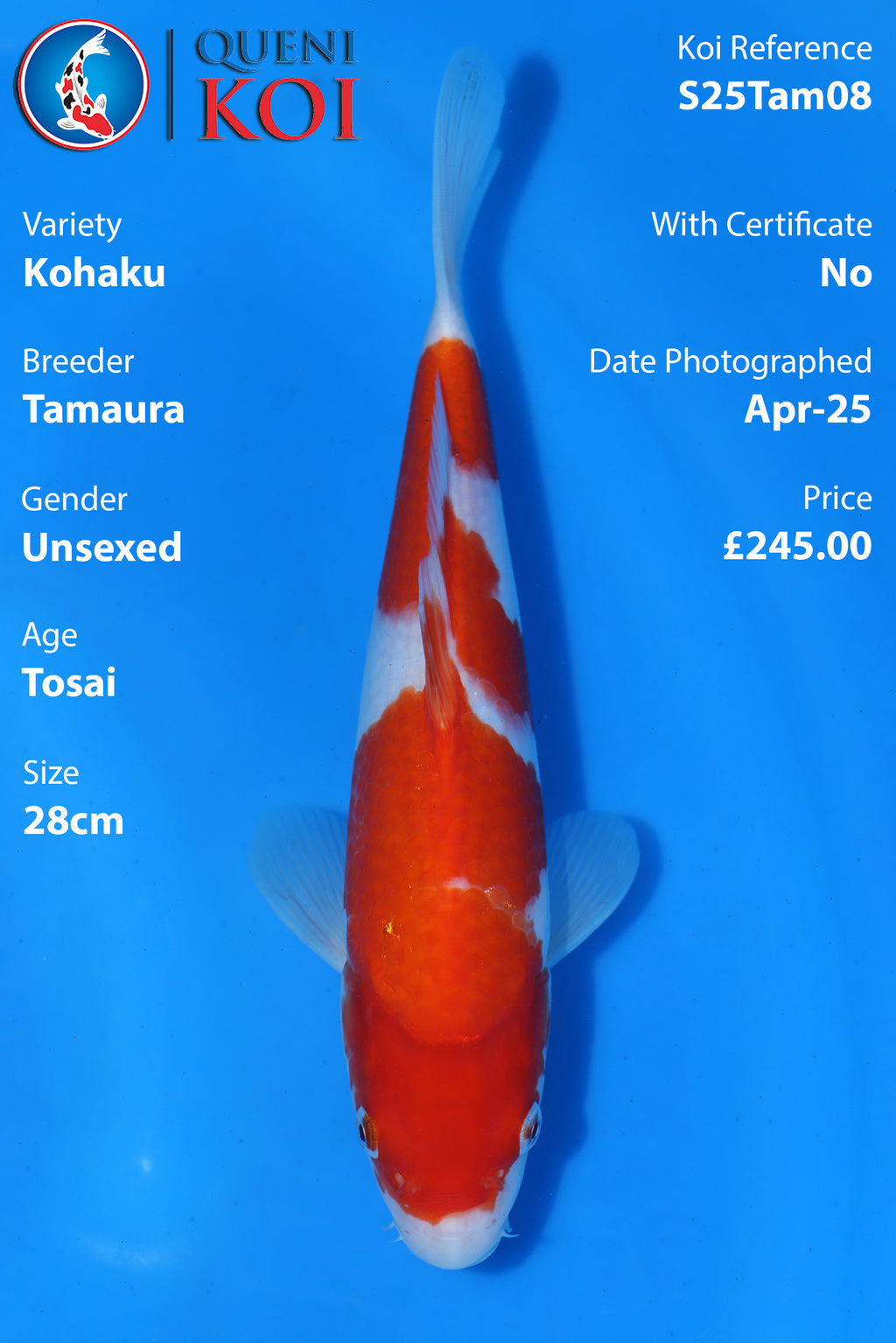 Kohaku - S25Tam08