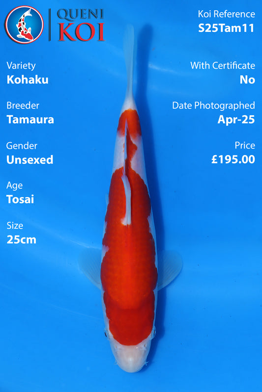 Kohaku - S25Tam11