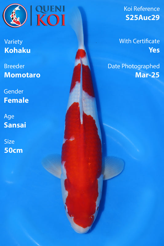 Kohaku - A23Mmo02