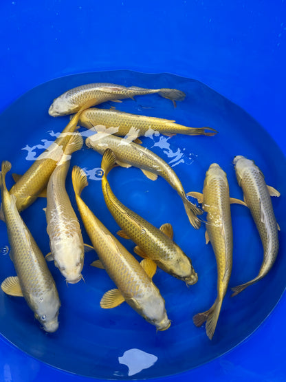 Izumiya Tosai Mukashi - S25IZM