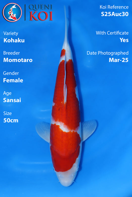 Kohaku - A23Mmo03