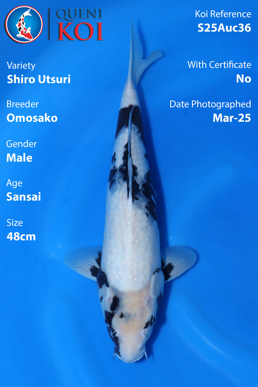 Shiro Utsuri - S24omo03
