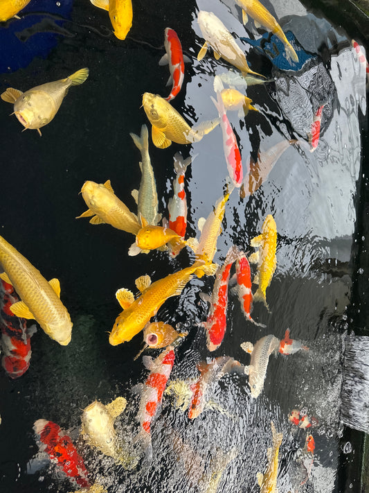 Izumiya Tosai Yamabuki - S25IZY