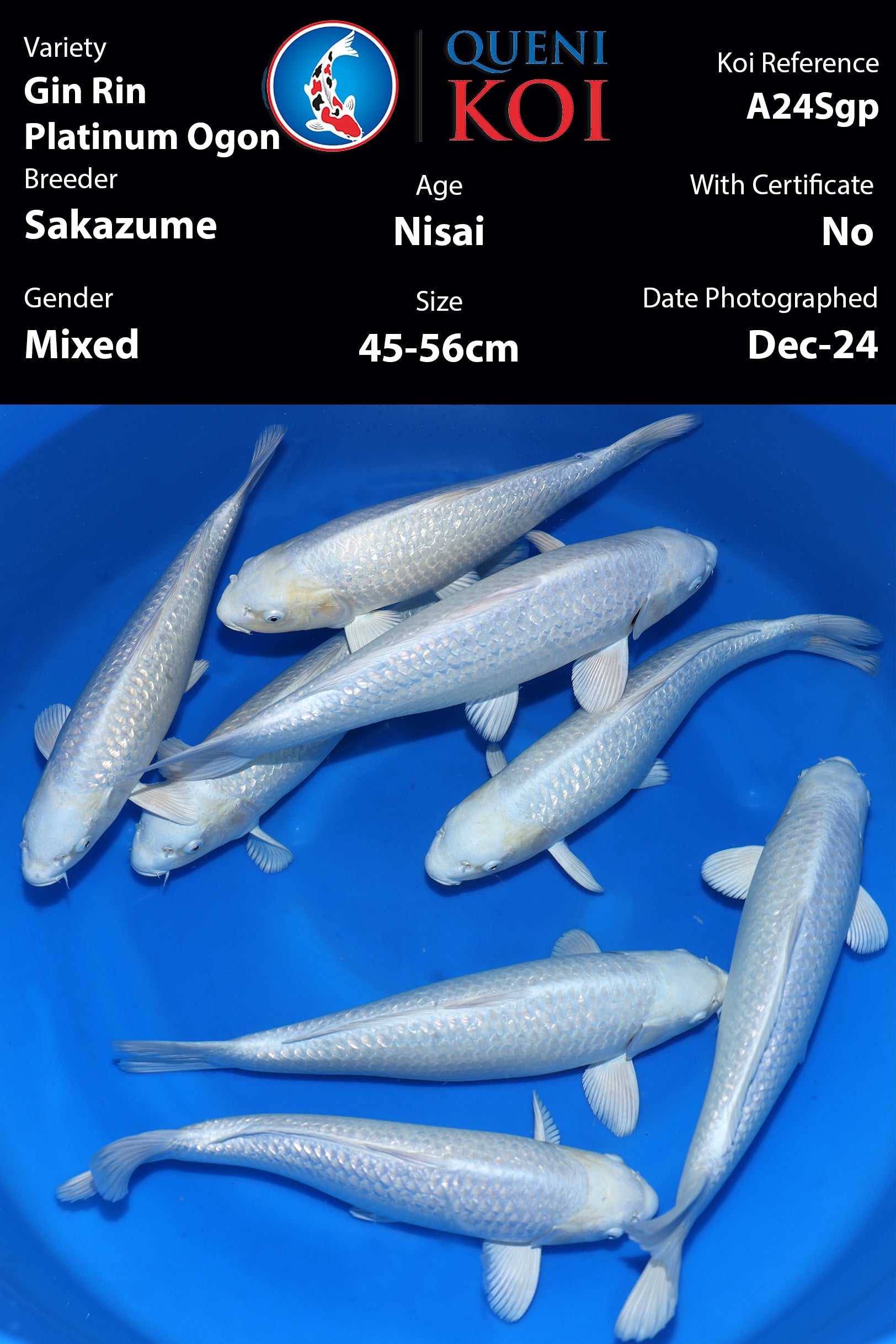 Sale Koi β Queni Koi