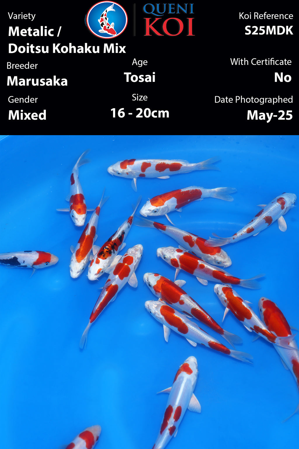 Metalic & Doitsu Kohaku Mix - S25MDK