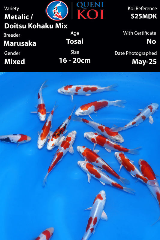 Metalic & Doitsu Kohaku Mix - S25MDK