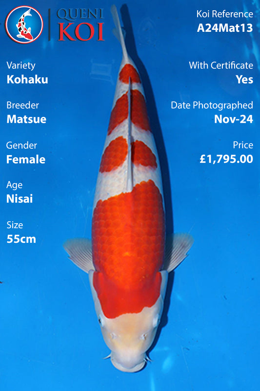Kohaku - A24Mat13