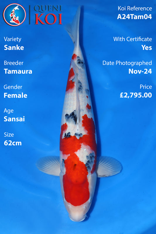 Sanke - A24Tam04