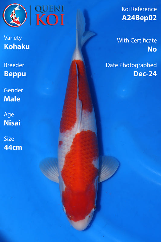 Kohaku - A24Bep02